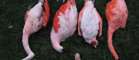 德国法兰克福动物园15只火烈鸟惨遭杀害 或为狐狸所为