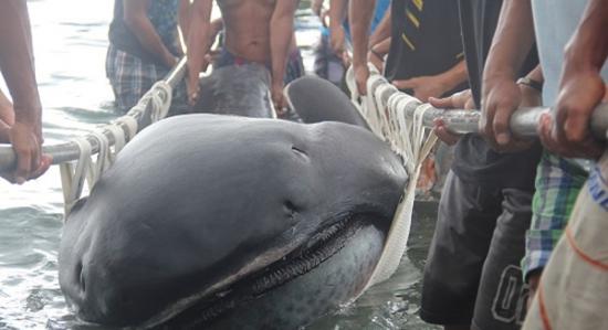 菲律宾渔民在中部海岸发现一条巨口鲨尸体