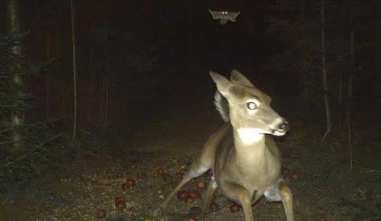 美国一只小鹿被飞鼠追赶惊慌逃跑