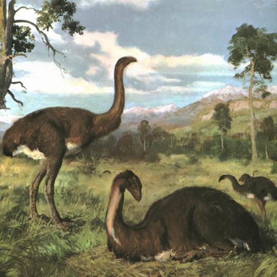 灭绝的新西兰恐鸟的种群在人类到达之前没有携带种群衰退的遗传迹象