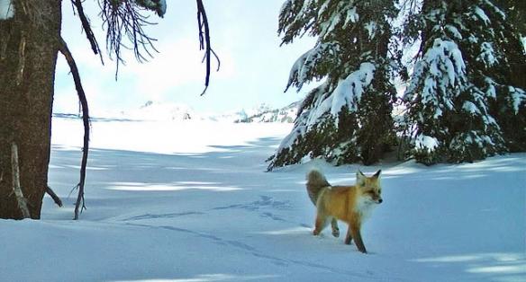 极罕有内华达红狐百年后再现身美国加州优胜美地国家公园
