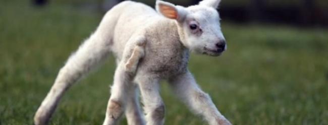 英国北部农场诞生一只五蹄羊羔