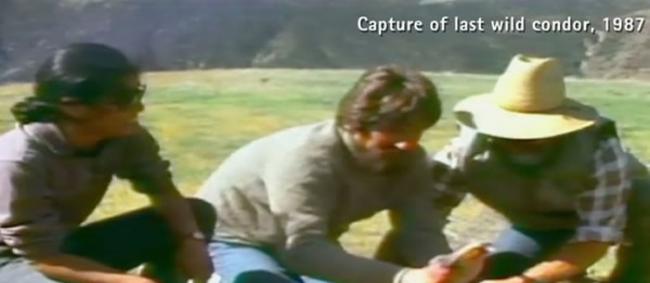 1987年捕获最后一只加州神鹫