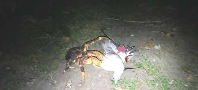 印度洋查戈斯群岛目击到椰子蟹爬到巢穴捕食海鸟