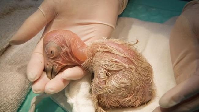 美国俄勒冈动物园社交网站发极危等级加州神鹫(California condor)宝宝照
