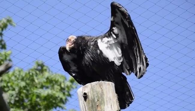 翅膀下的白色羽毛也是加州神鹫的标志