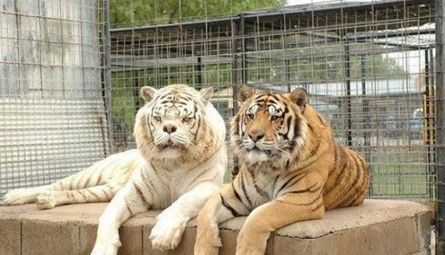 黑心商人搞近亲繁殖出世界最丑老虎――白虎肯尼