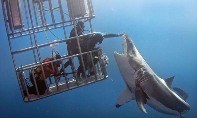 墨西哥瓜达卢佩圣母岛海岸潜水员向大白鲨投喂食物将其引诱至防鲨笼边