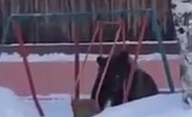 黑熊现身西伯利亚的儿童游乐场。