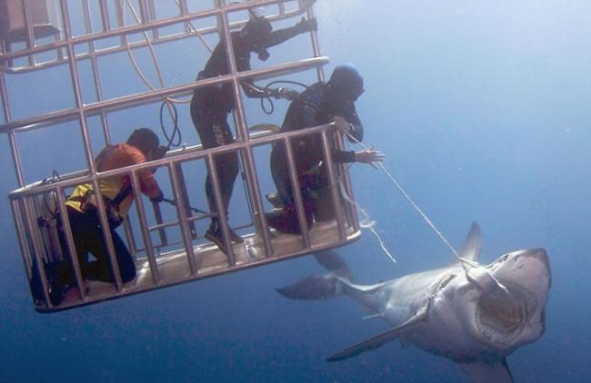 墨西哥瓜达卢佩圣母岛海岸潜水员向大白鲨投喂食物将其引诱至防鲨笼边