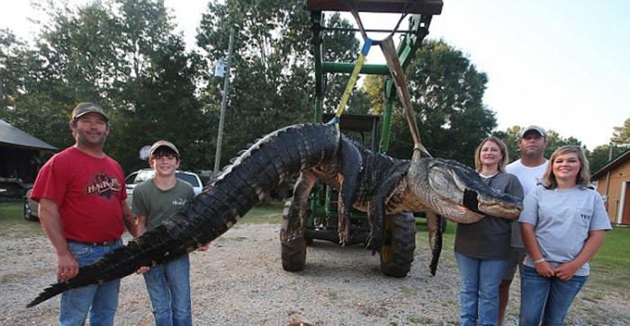 美国阿拉巴马州捕获千磅巨鳄 肚子中有完整的鹿遗骸