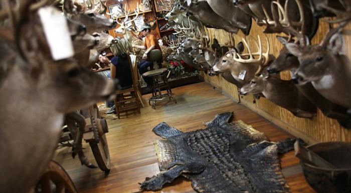 美国阿拉巴马州捕获千磅巨鳄 肚子中有完整的鹿遗骸