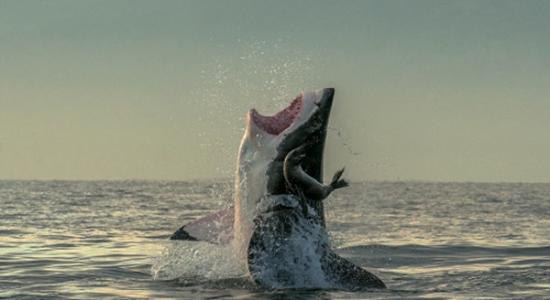 南非海豹岛附近海域一只小海豹从大白鲨之口惊险脱身