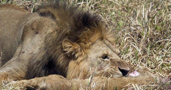 坦桑尼亚塔伦吉尔国家公园雄狮占有雌狮并杀死它的孩子