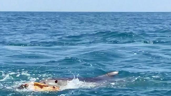 美国德克萨斯州虎鲨在游客面前撕碎乌龟