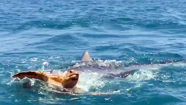 美国德克萨斯州虎鲨在游客面前撕碎乌龟