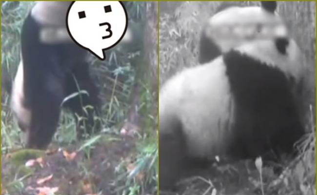 保护区拍到有大熊猫（左）在一棵杉树边小便标记地盘。
