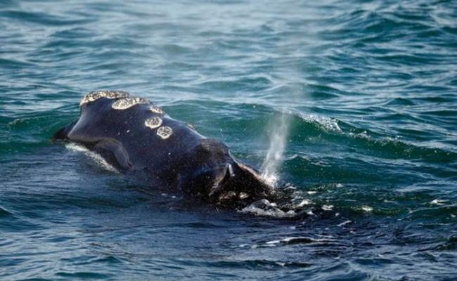 美国麻省科德角对开海域发现2对属濒危物种的露脊鲸母子