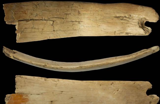 俄罗斯西伯利亚的丹尼索瓦洞穴中发现5万年历史长毛象象牙头冠