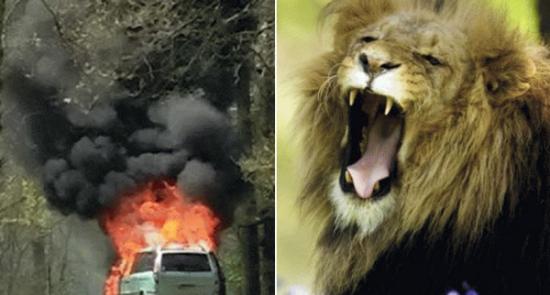 英国：游野生动物园车起火 弃车逃生与狮群近距离接触