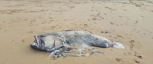 澳洲昆士兰巨鱼海滩搁浅 身长2米尸体惹热议
