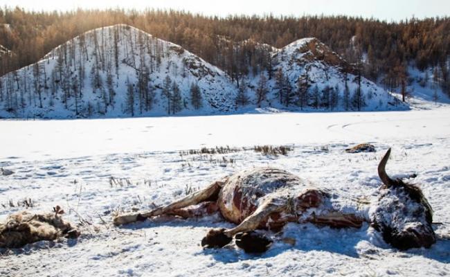 蒙古有大量牲畜冻死。