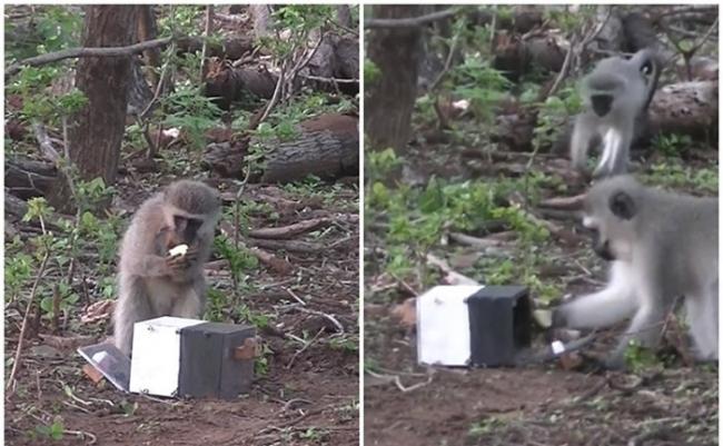 研究人员让雌性（左图）及雄性（右图）黑长尾猴分别打开白色及黑色箱子取苹果。