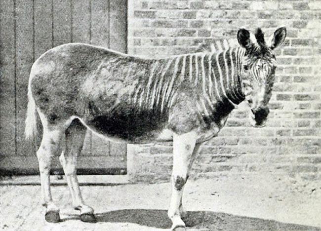 1870年伦敦动物园的斑驴