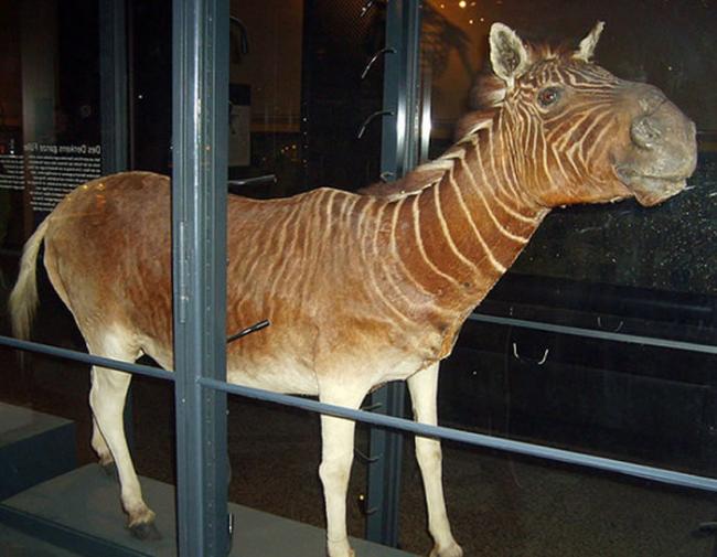 博物馆里可看到斑驴标本