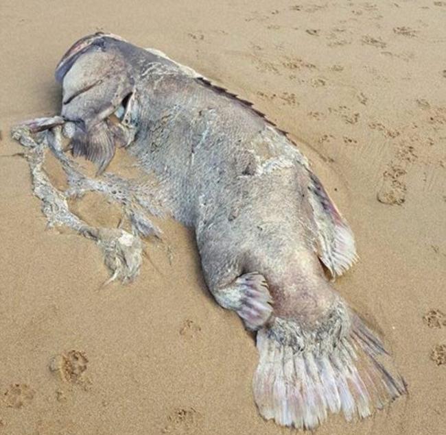 澳洲昆士兰巨鱼海滩搁浅 身长2米尸体惹热议