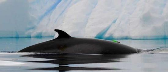 研究人员将声学监测标签附着到鲸鱼身上对它们进行监听