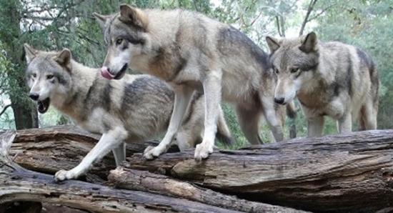 研究发现狼群中亦有传染性打呵欠