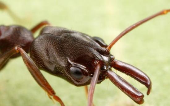 新物种锯针蚁属蚂蚁侵袭美国