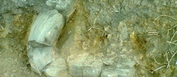 墨西哥发现前哥伦布时期猛犸象牙化石祭品