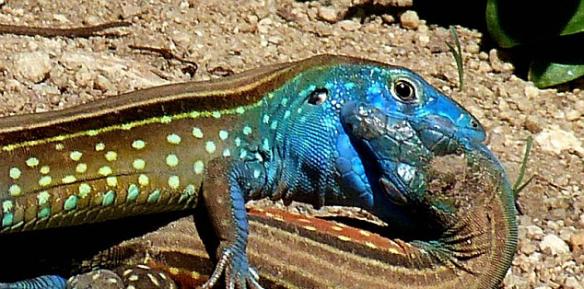 委内瑞拉亨利皮蒂尔国家公园热带雨林里两只蜥蜴互相亲吻