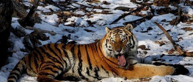 俄罗斯牙医为滨海边疆区最年长老虎“吉洪”治好了牙齿