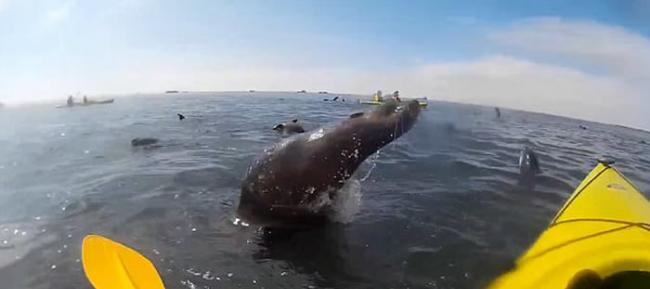 非洲纳米比亚沃尔维斯湾海豹跃出水面撞到游人