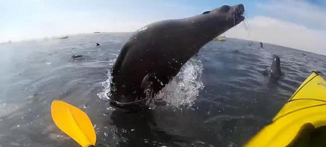 非洲纳米比亚沃尔维斯湾海豹跃出水面撞到游人