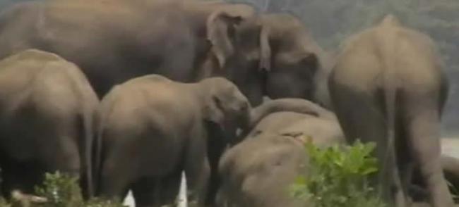 斯里兰卡的卡拉威瓦动物保护区象王战败死亡后 300头大象前往河边出席丧礼