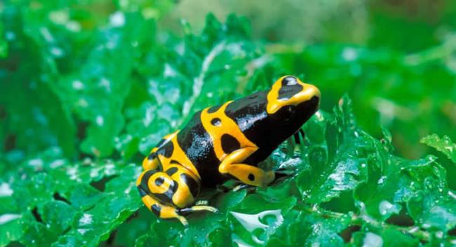黄带箭毒蛙（Dendrobates leucomelas）身上的花纹，每一只个体都不太一样。这种毒蛙的叫声也很响亮。 PHOTOGRAPH BY AUSCAPE