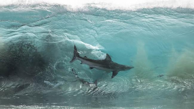 澳洲西澳省红崖沙滩短尾真鲨游近嬉水小孩 大群鲨鱼附近游荡