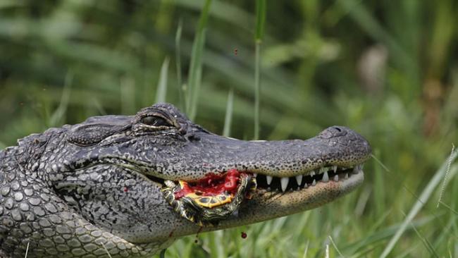 摄影师在美国路易斯安那州杰佛森岛抓拍到短吻鳄吞食蛇和乌龟的血腥画面