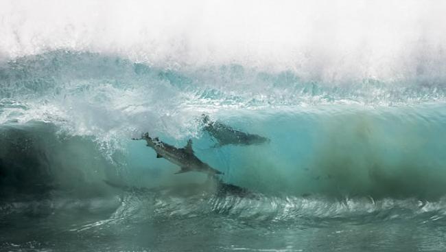 澳洲西澳省红崖沙滩短尾真鲨游近嬉水小孩 大群鲨鱼附近游荡