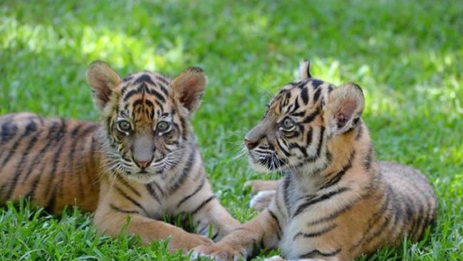 澳洲动物园在今年2月的时候，已经有一对苏门答腊虎宝宝问世。