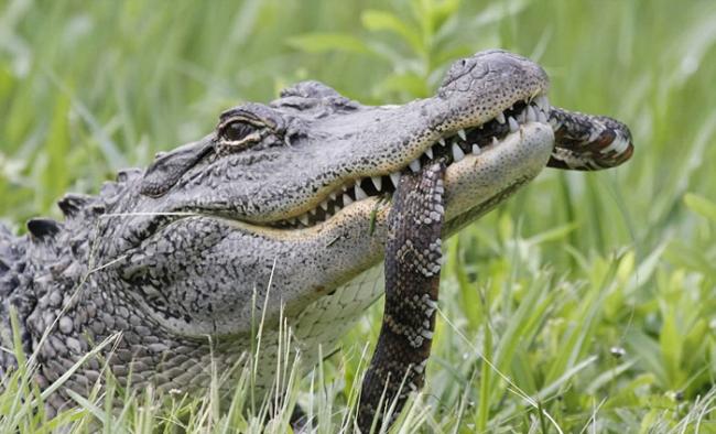 摄影师在美国路易斯安那州杰佛森岛抓拍到短吻鳄吞食蛇和乌龟的血腥画面