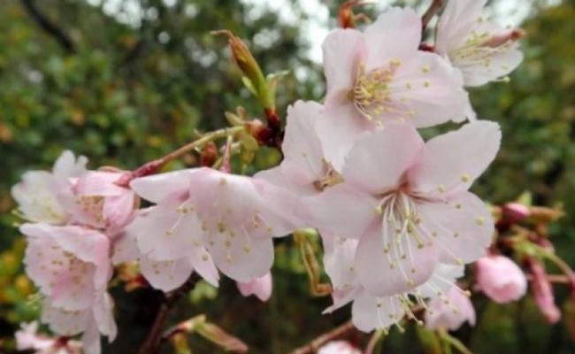 熊野樱或是百年来首确认新品种的野生樱花。