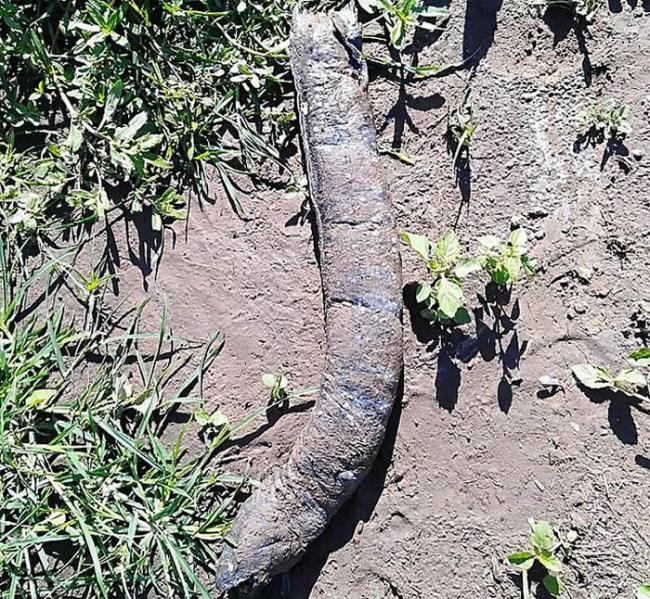 阿根廷女子在田里泥土上发现长着人类牙齿的怪物 专家称：美洲肺鱼