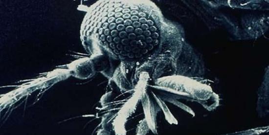 俄罗斯和日本科学家在国际空间站尝试借蚊子研究宇宙辐射对人类影响