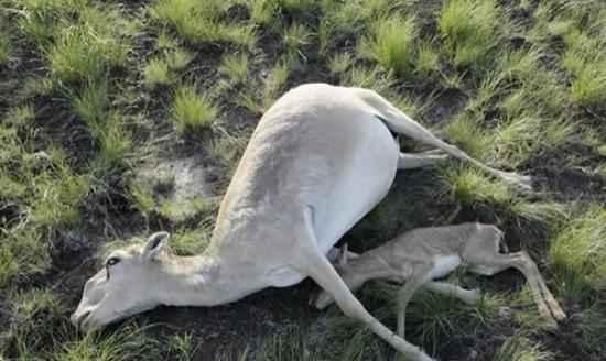 约12万只高鼻羚羊近日集体死亡
