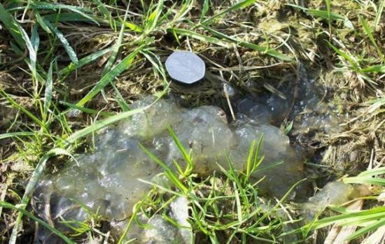 萨莫塞特郡自然保护区内发现的神秘粘性物质，有研究认为其与坠落在俄罗斯车里雅宾斯克的流星有关